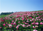 花卉鲜花