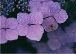 花朵上蜜蜂