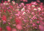 花卉