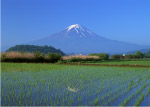 水稻田