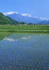稻田