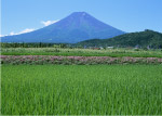田园风光