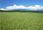 稻田