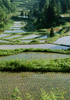 丘陵梯田