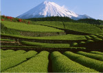 富士山下茶园