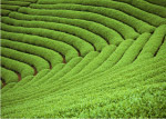 山坡茶园