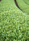 茶树