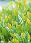 茶树