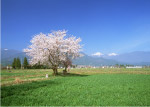 田野樱花