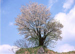 樱花树