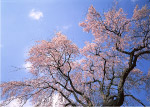 樱花树