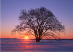夕阳雪地树木