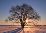 夕阳雪地树木