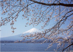 富士山 樱花
