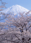 樱花 富士山