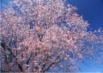 樱花树