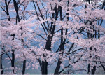樱花树