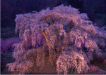 浪漫樱花