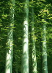 竹林