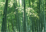 竹林竹子