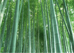 竹林竹子