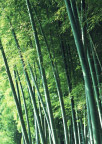 竹林竹子