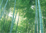 毛竹林