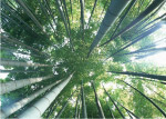 竹子素材