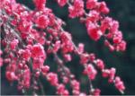 梅花特写