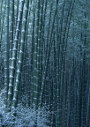 竹林雪景