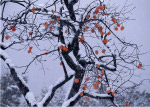 雪中柿子
