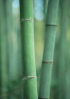 竹
