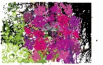 花卉花纹