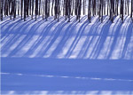 雪地树林