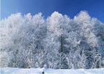 美丽的雪景