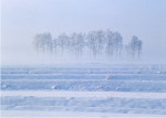 冬季雪景
