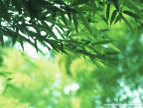 绿色山水