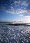 大海海鸥