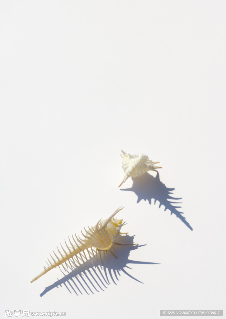 海螺
