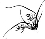 兰花
