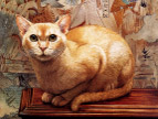 绘画猫