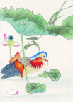荷花绘画