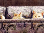 绘画猫