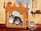 绘画猫