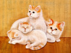 绘画猫