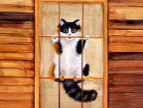 绘画猫