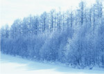 树林雪景