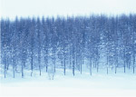 树林雪景