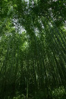 竹林