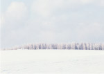 雪地树木